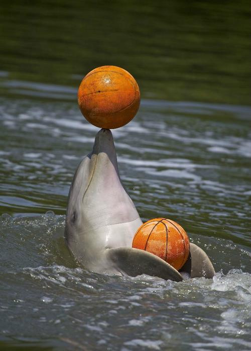海豚篮球免费直播高清观看_海豚篮球免费直播软件